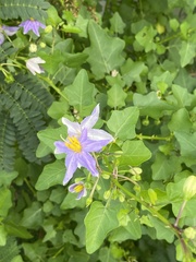 Solanum trilobatum