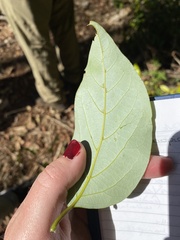 Cryptocarya onoprienkoana