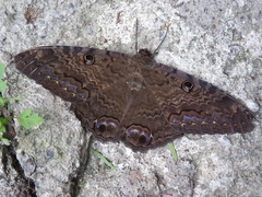Ascalapha odorata