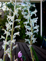 Lachenalia judithiae