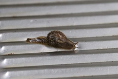 Megaustenia siamensis