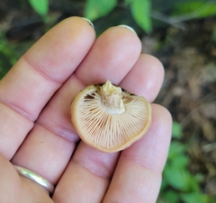 Rhodotus palmatus