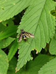 Tenthredo sibirica