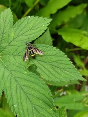 Tenthredo sibirica