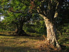 Fagus × taurica, photograph Igor Balashov, CC BY, iNaturalist via GBIF