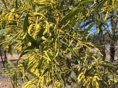 Acacia crassa