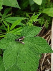 Tenthredo sibirica