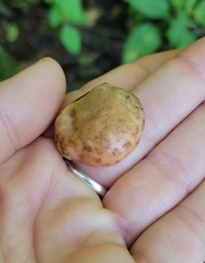 Rhodotus palmatus