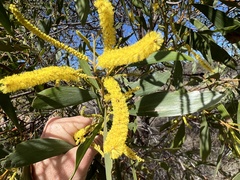 Acacia crassa