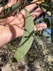 Acacia crassa