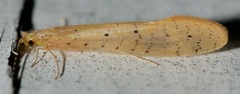 Nectopsyche pavida