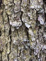 Chrysothrix xanthina