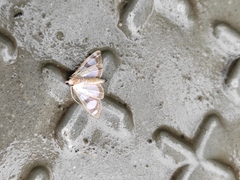 Glyphodes quadrimaculalis