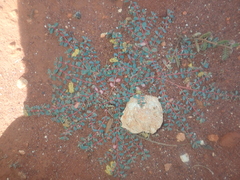 Euphorbia porcata