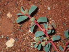 Euphorbia porcata