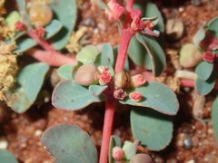 Euphorbia porcata