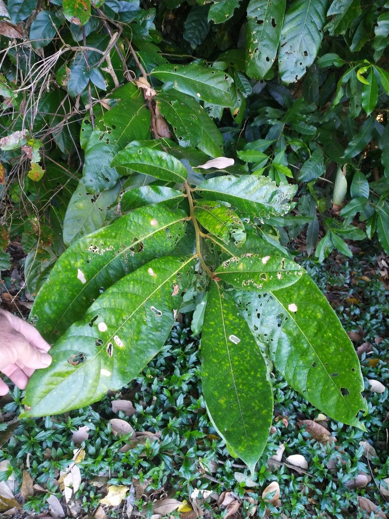 Cryptocarya hypospodia (Cryptocarya hypospodia)