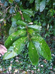 Cryptocarya hypospodia