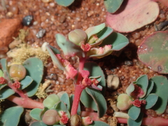 Euphorbia porcata
