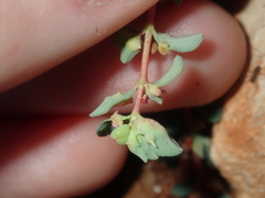 Euphorbia porcata