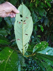 Cryptocarya hypospodia