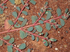 Euphorbia porcata