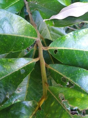 Cryptocarya hypospodia