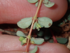 Euphorbia porcata