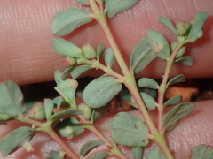 Euphorbia porcata