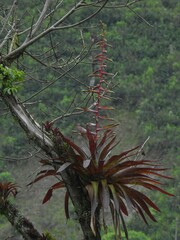 Tillandsia clavigera