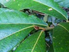 Cryptocarya hypospodia