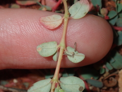 Euphorbia porcata