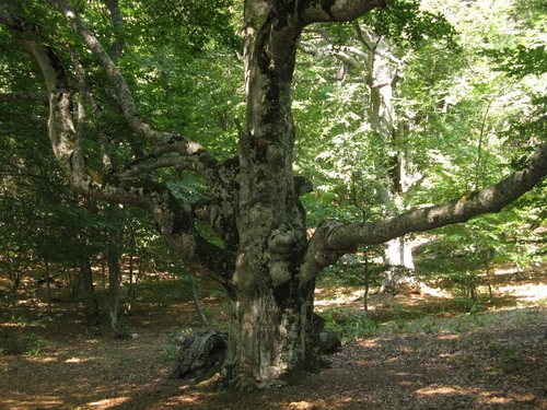 Fagus × taurica, photograph 4