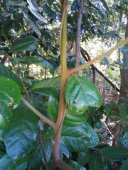 Cryptocarya hypospodia