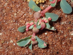 Euphorbia porcata