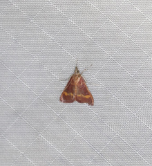 Pyrausta pseuderosnealis