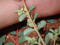Euphorbia porcata