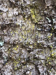 Chrysothrix xanthina