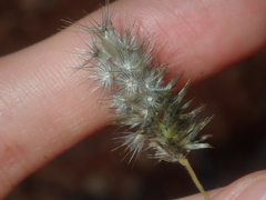 Enneapogon caerulescens