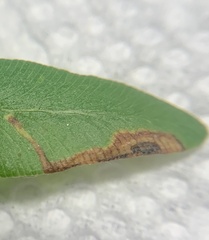 Phytoliriomyza