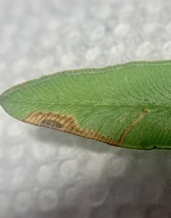 Phytoliriomyza