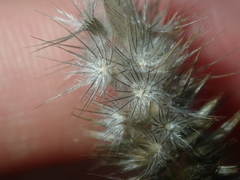 Enneapogon caerulescens