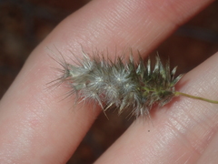 Enneapogon caerulescens