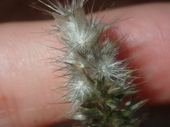 Enneapogon caerulescens