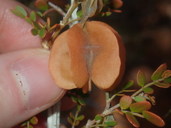 Tribulus suberosus