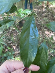 Alangium polyosmoides tomentosum