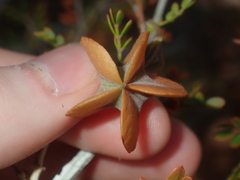 Tribulus suberosus