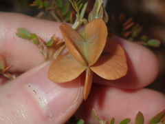 Tribulus suberosus