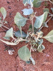Atriplex stipitata