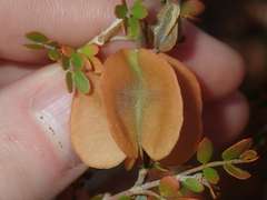 Tribulus suberosus